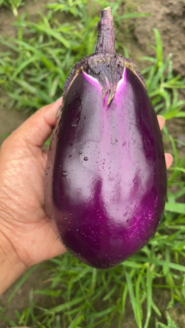 水滴茄子 胖茄子 农户自家种植 新鲜采摘生鲜