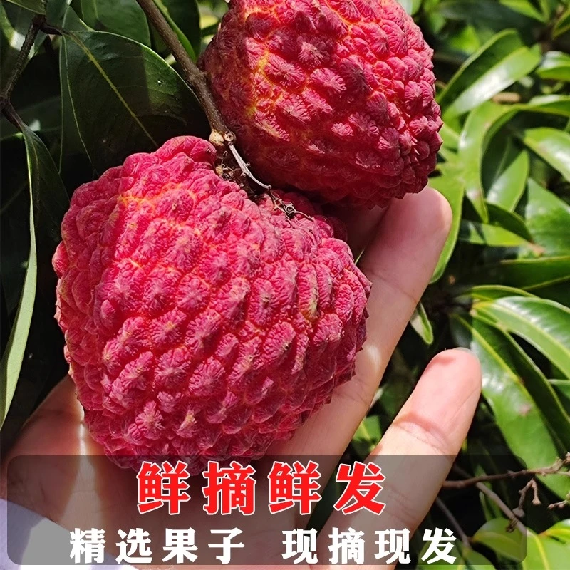海南现货速发新鲜甜荔枝王大超大巨无霸荔枝水果现摘整箱京东包邮