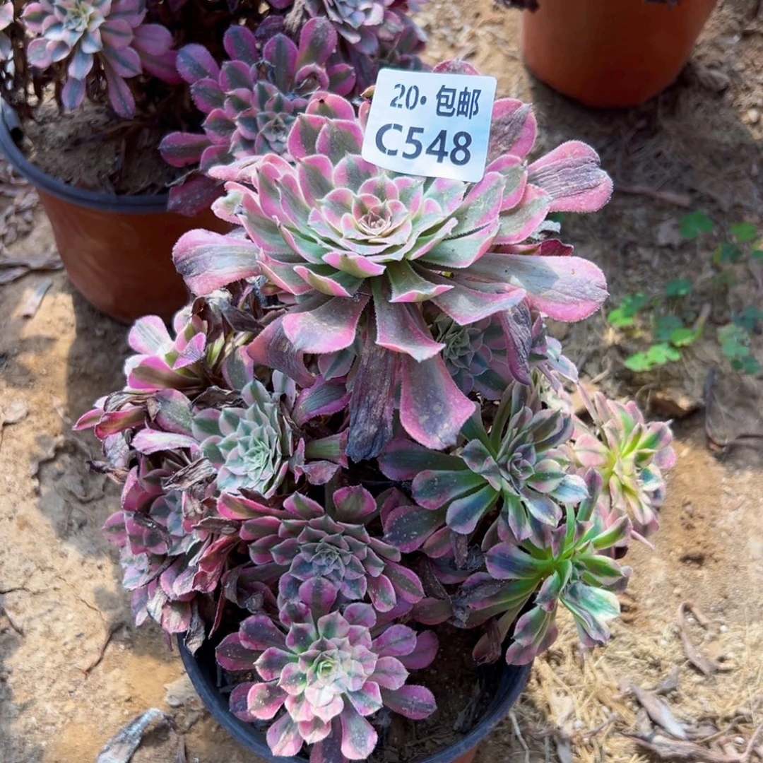 548红铜白，满20包邮