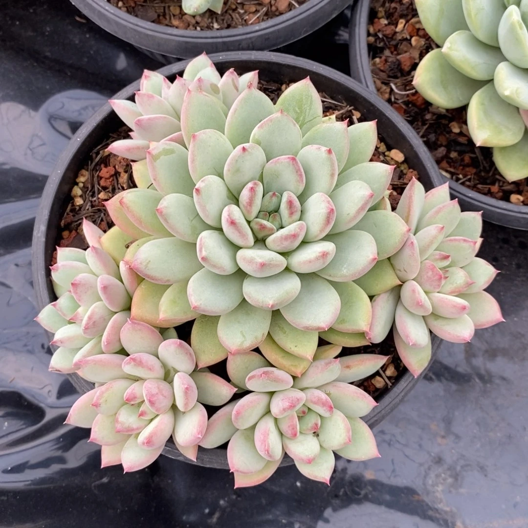 美人系列，454949949494