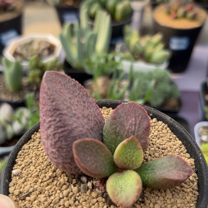 哈默猪肝可爱水泡314