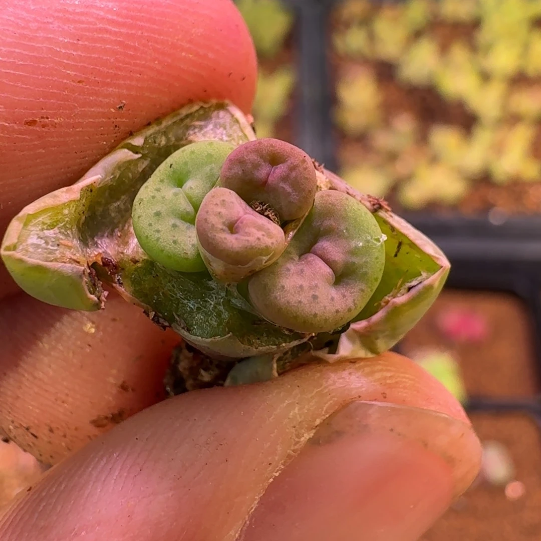 云缦精品番杏20.37 一爆四奶油嘴