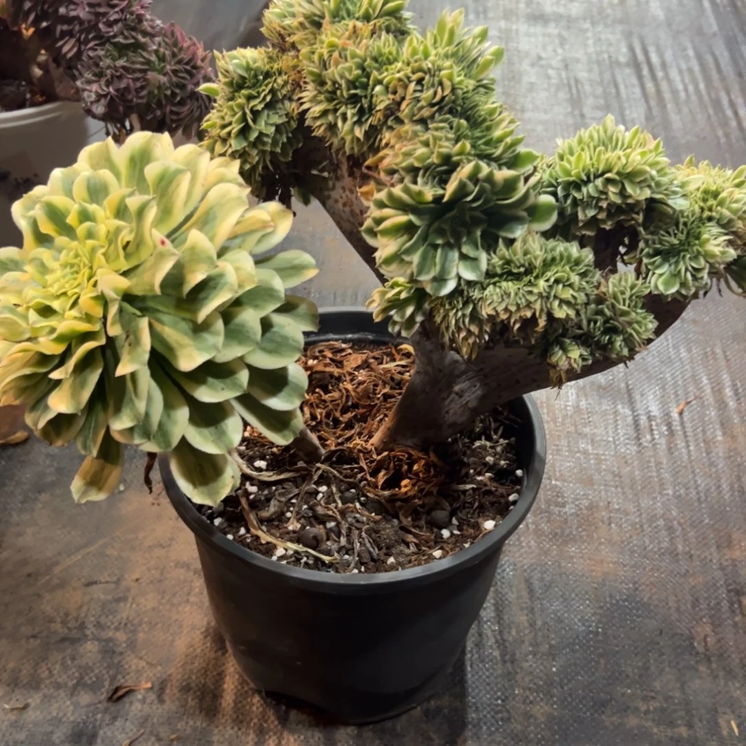 碧浪缀化老桩厚板朵缀