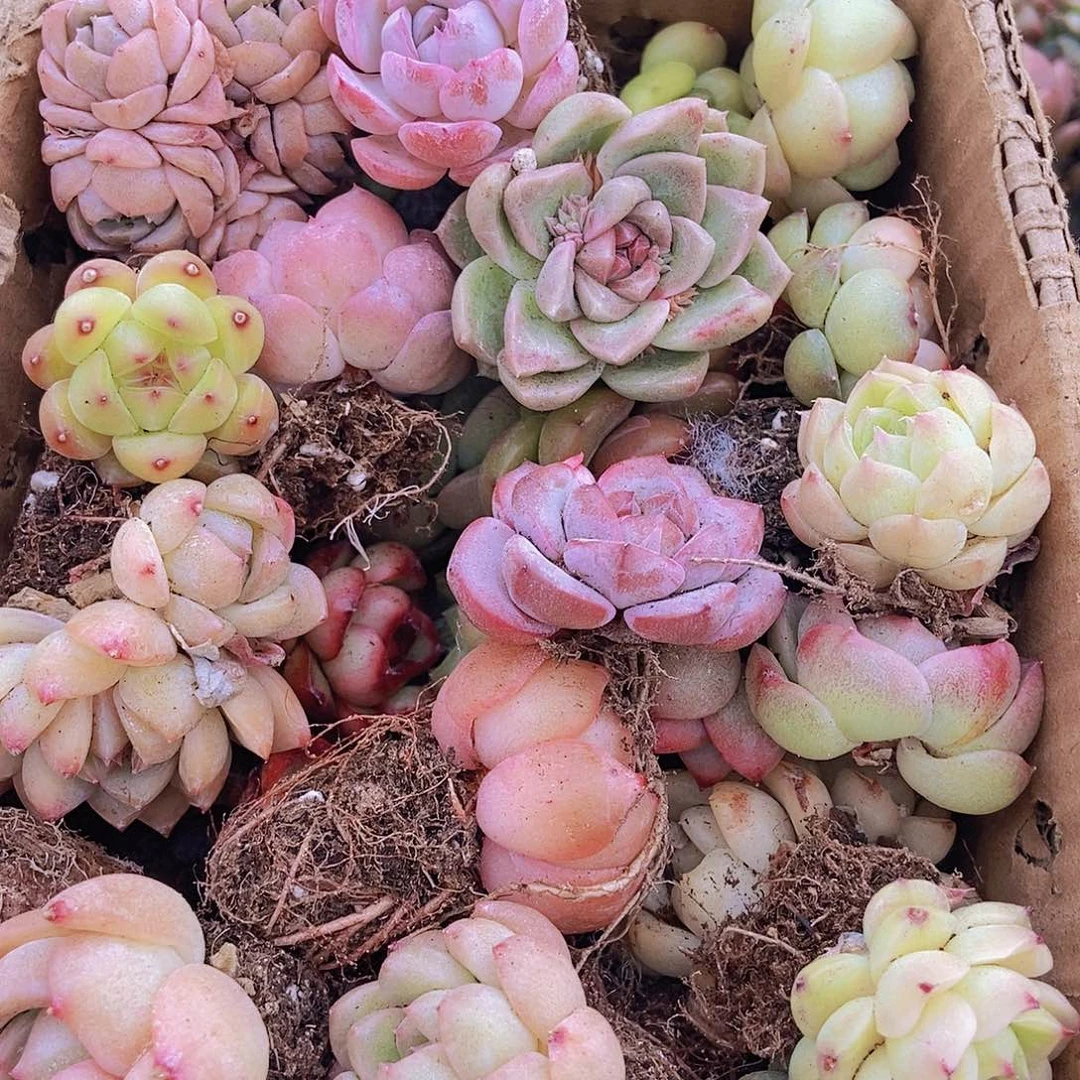 000000000001量拍保底20颗