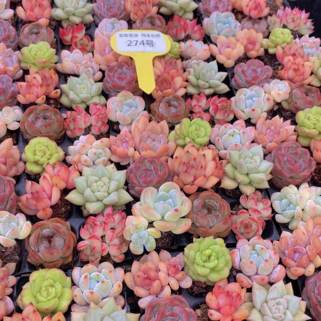 274号 精控七彩小可爱组合9个