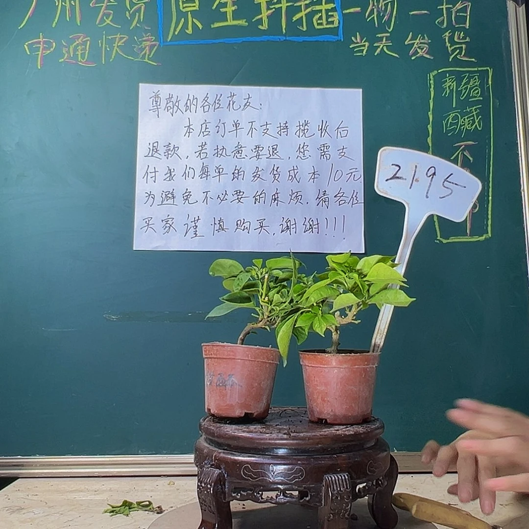 当前无花栽培后可以开花甜西瓜掌中宝 佩德罗掌中宝 2195