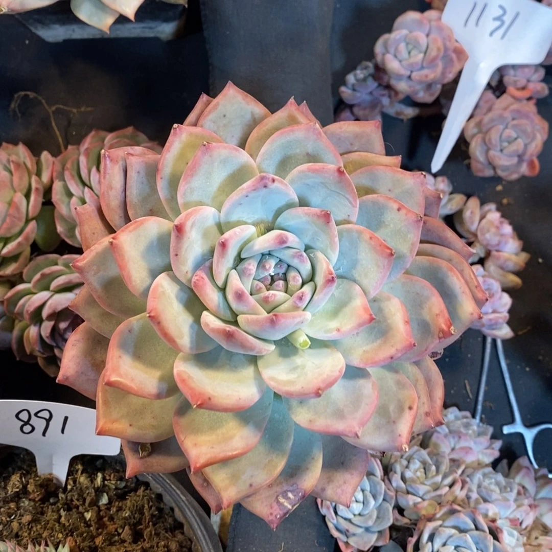 老阿姨花卉一物一拍