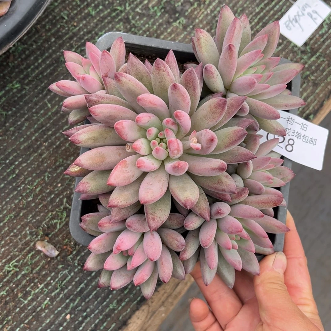 028虞美人多肉植物……