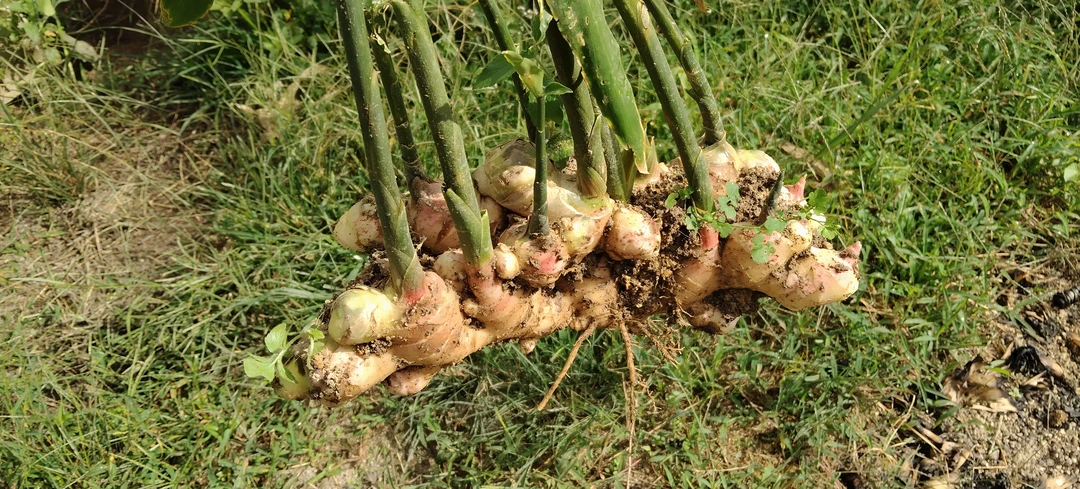 云南高山大牙姜新鲜现挖泡姜糖醋姜生腌凉拌清脆爽口