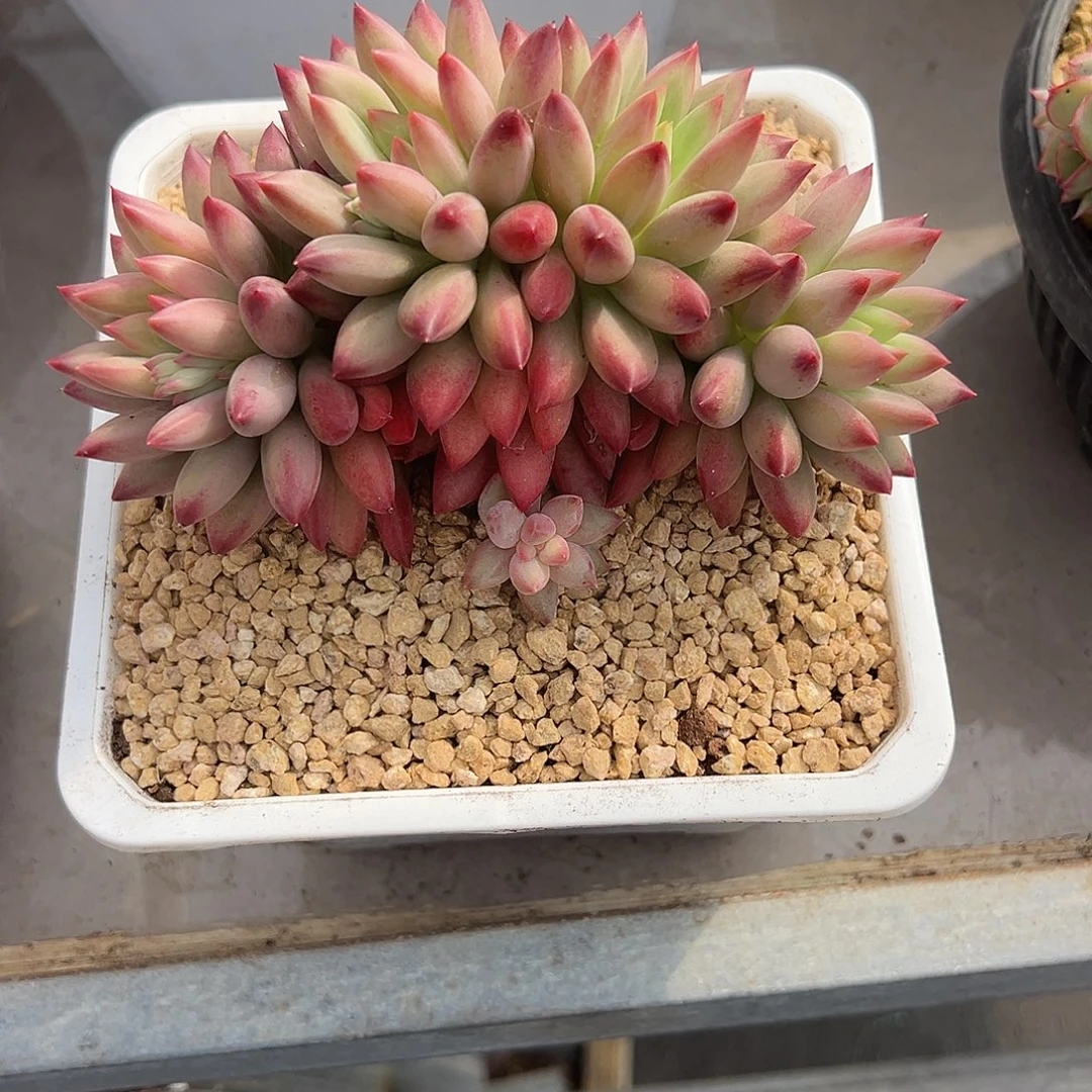 车厘子树缀多肉植物