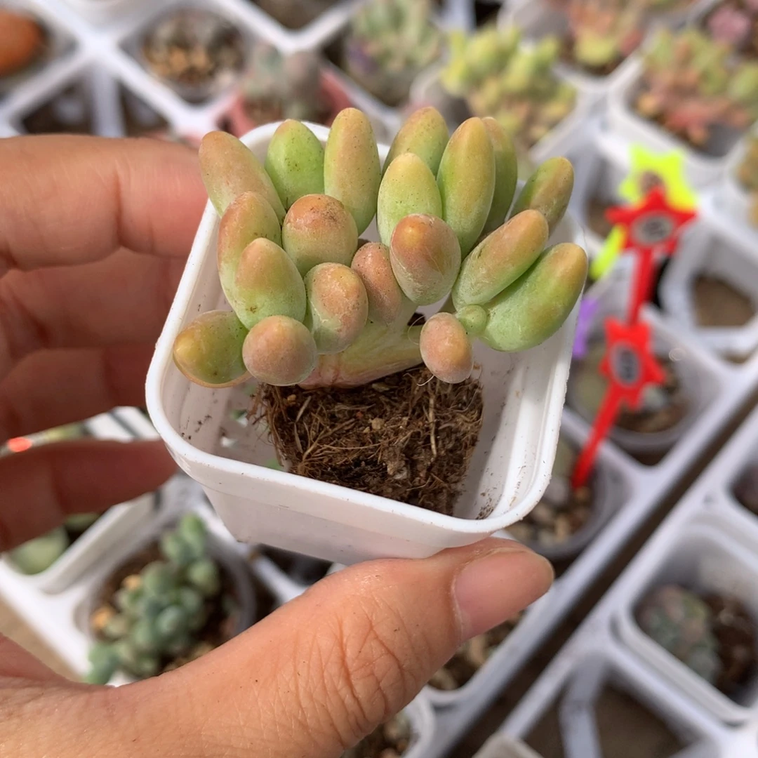 芒果奶群生芒果奶