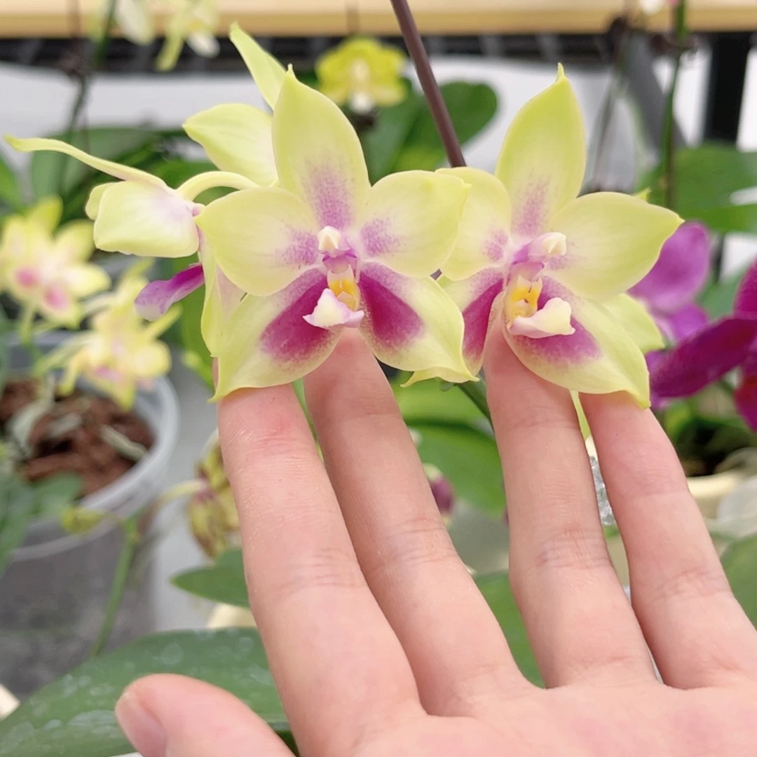 完全开放4寸鹰隼彩虹开花株