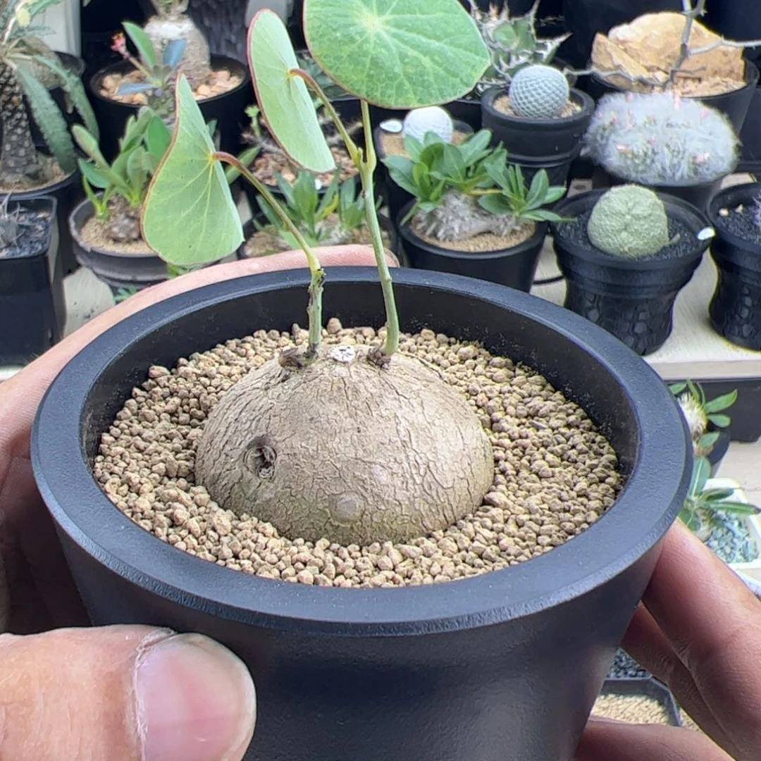 素可泰4.6一物一拍默认脱土发