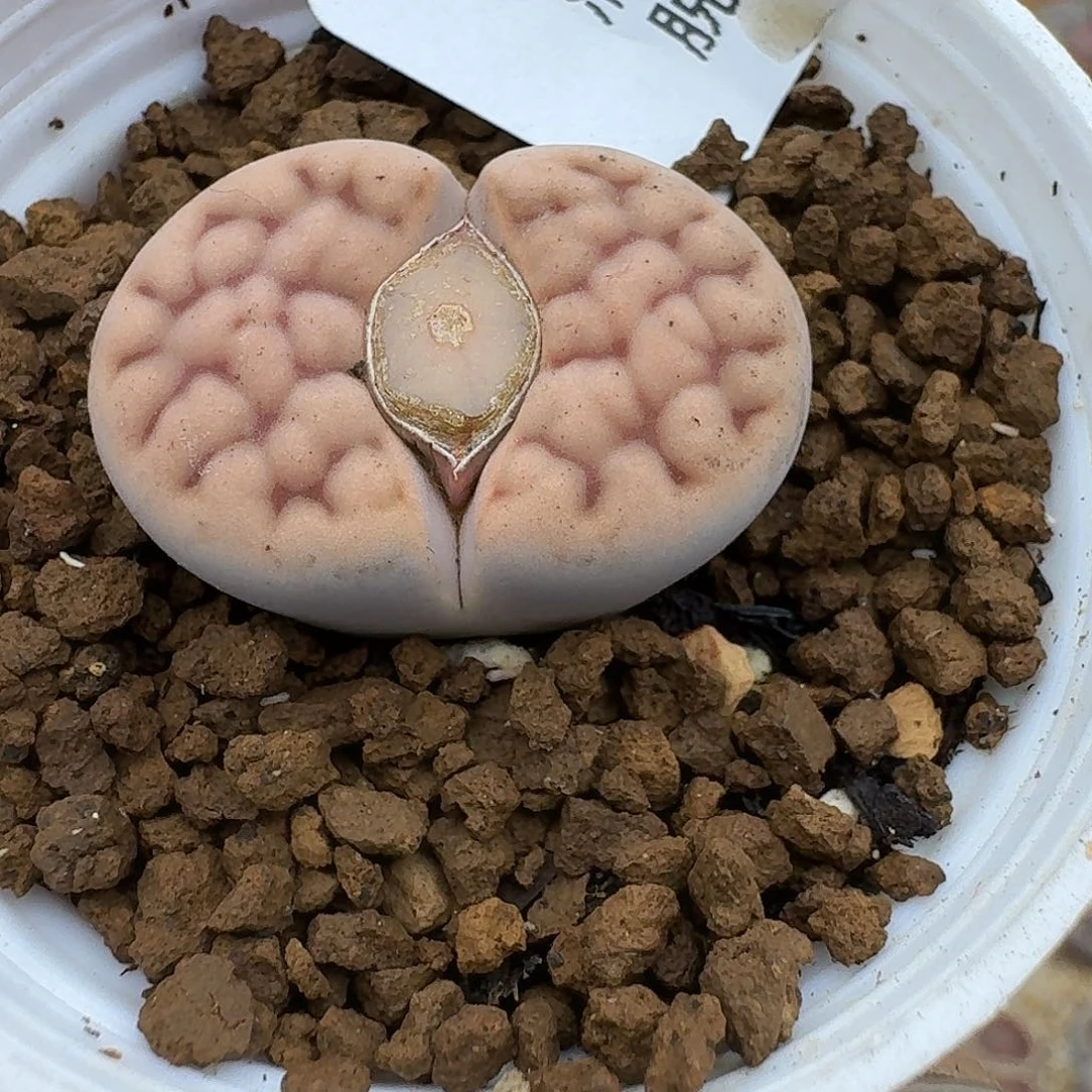 23多肉哈哈哈哈哈哈哈