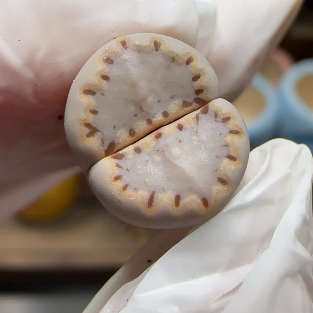 11.30.1621.015饼干.9023尺寸1.25cm微腿