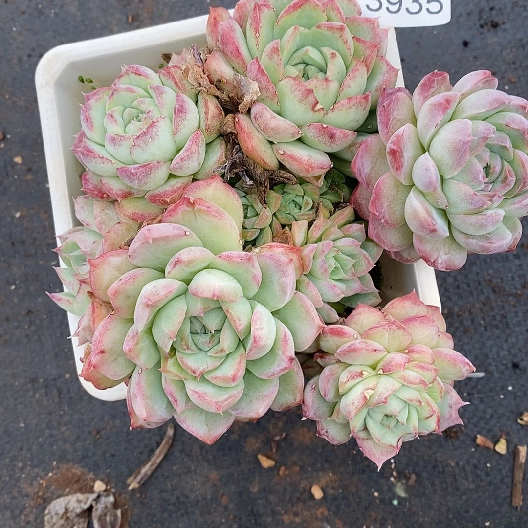 3935杂交老桩基地～13厘米