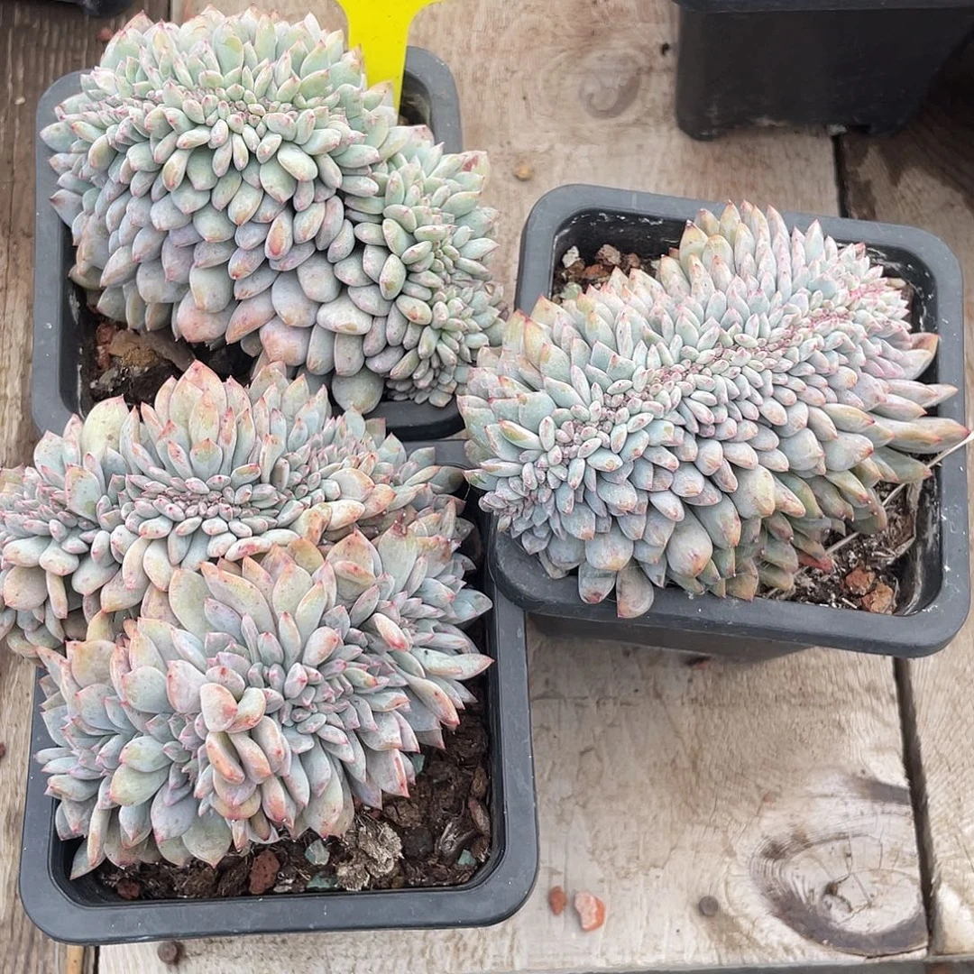 三盆石榴子星影缀化有切122