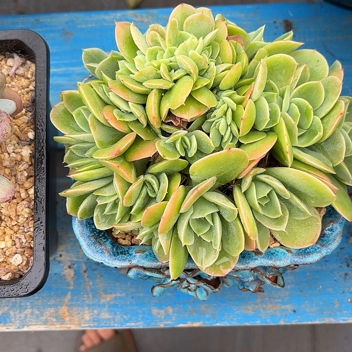 多肉植物一物一拍