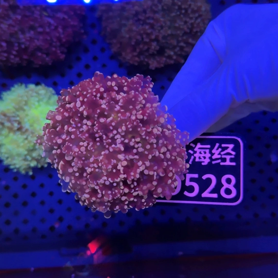 迷***间纽扣珊瑚又又不包邮山脉玫瑰金蛙卵D528