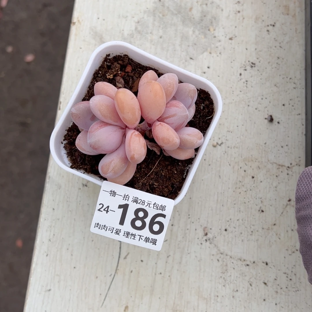 粉兔多肉多肉多肉多肉