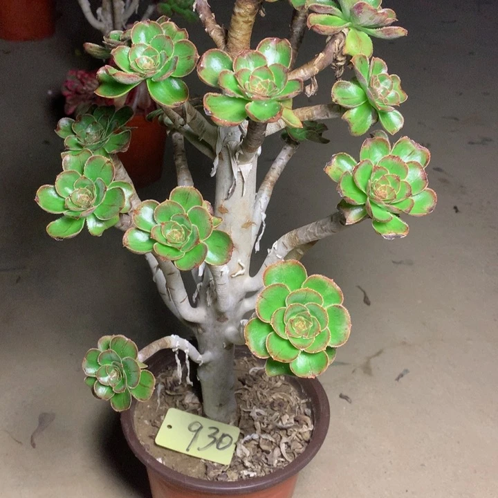 930拉丝锦多肉一物一拍