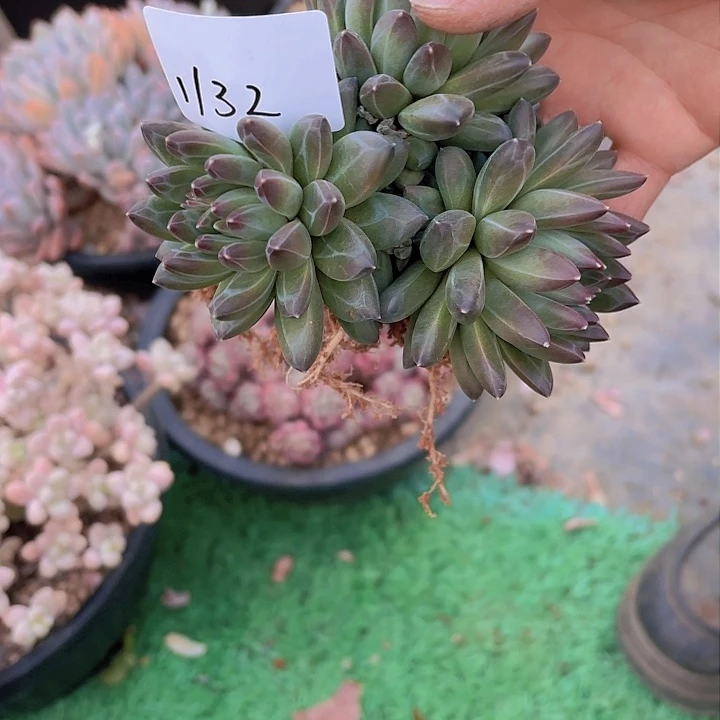 透**杯1132美人杂多肉