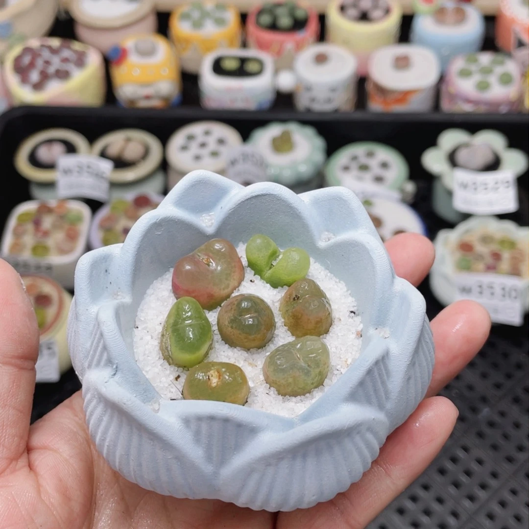 w3539 -零下地区拍保温箱-15支持寄养