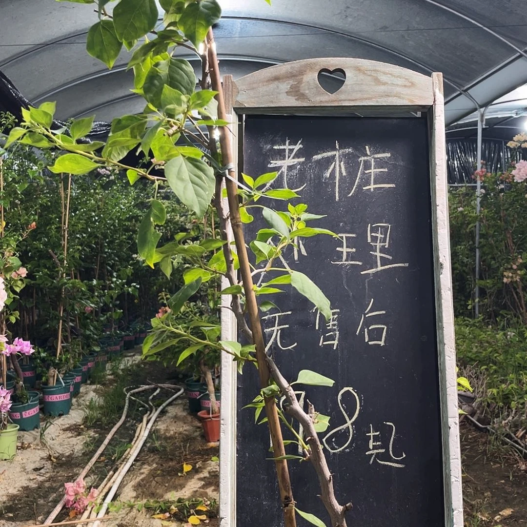 完全开放三角梅三角梅1006