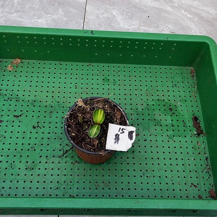 完全开放彩兰微型