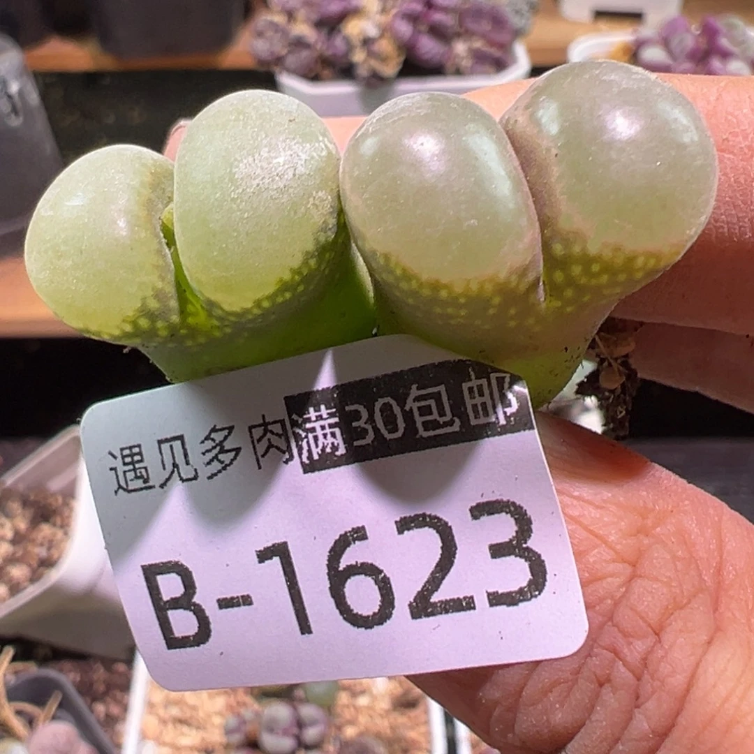 多肉植物1111111111111