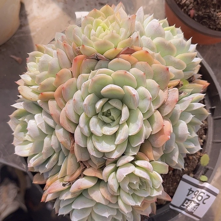 雪球2964多肉植物