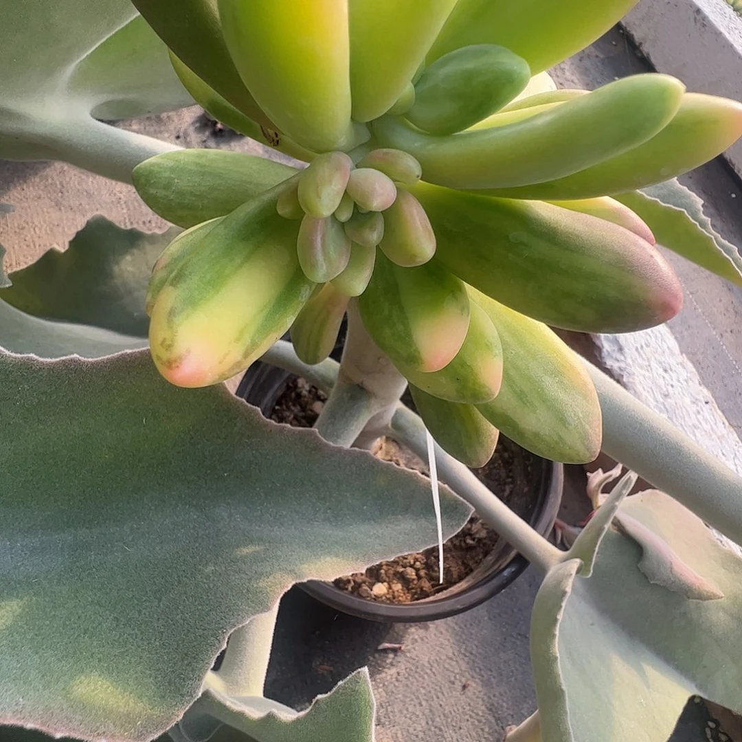 ：***诚多肉植物多肉植物