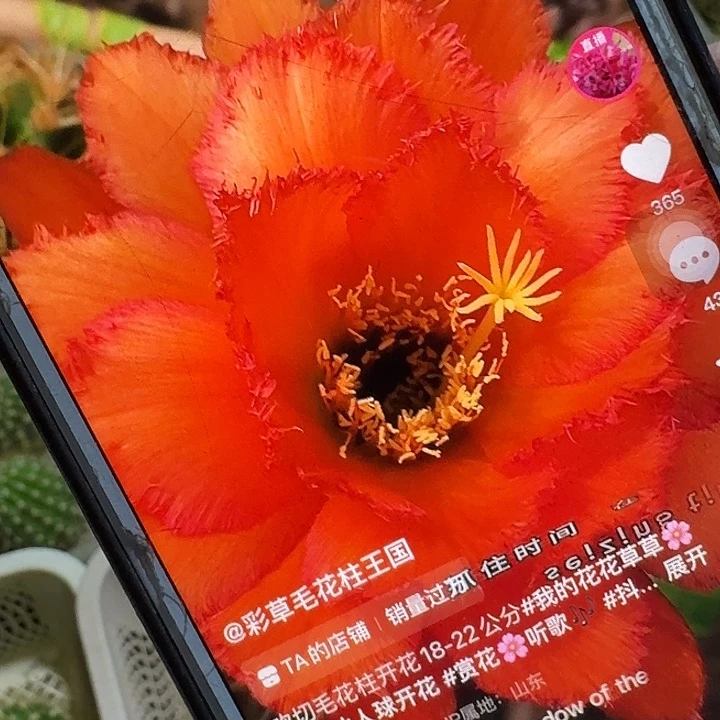 欢茄侧芽5公分毛花柱