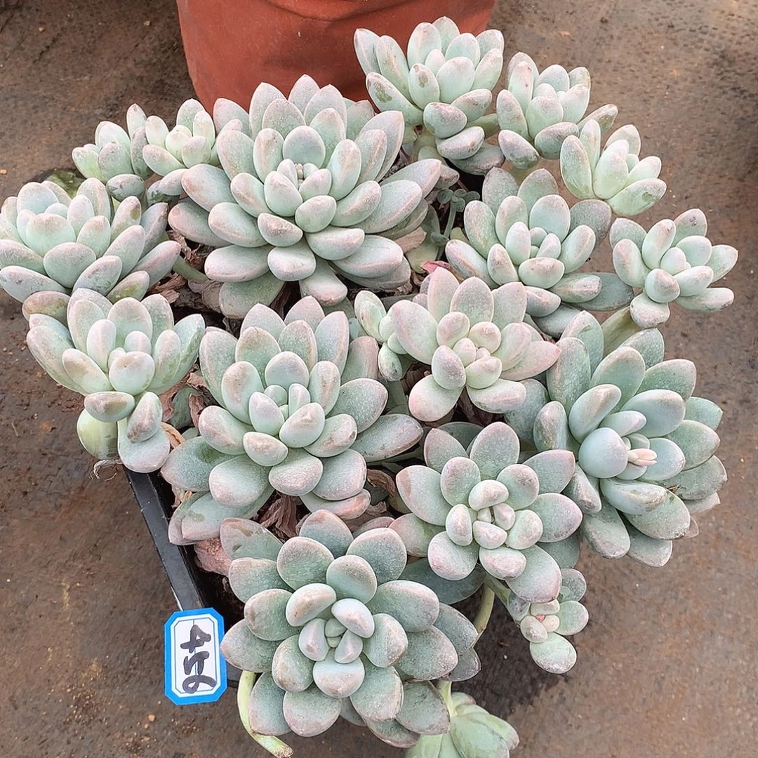 456香芋一物一拍多肉