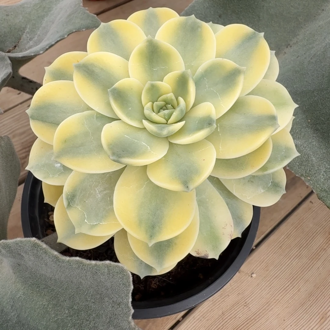 安娜玫瑰安吉园艺锦