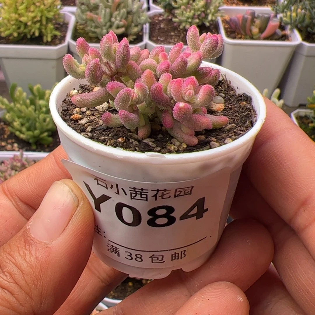 多肉植物枝干番杏红宝石锦