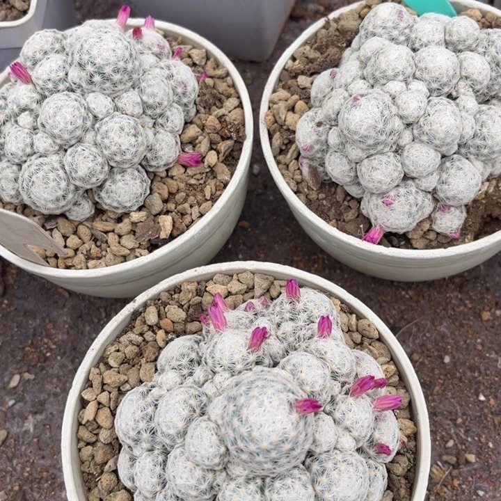 群生春星好养皮实好活