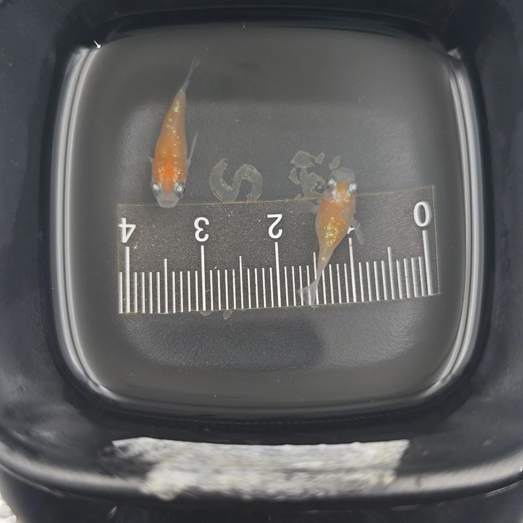 青鳉鱼观背青鳉，红女神球一对