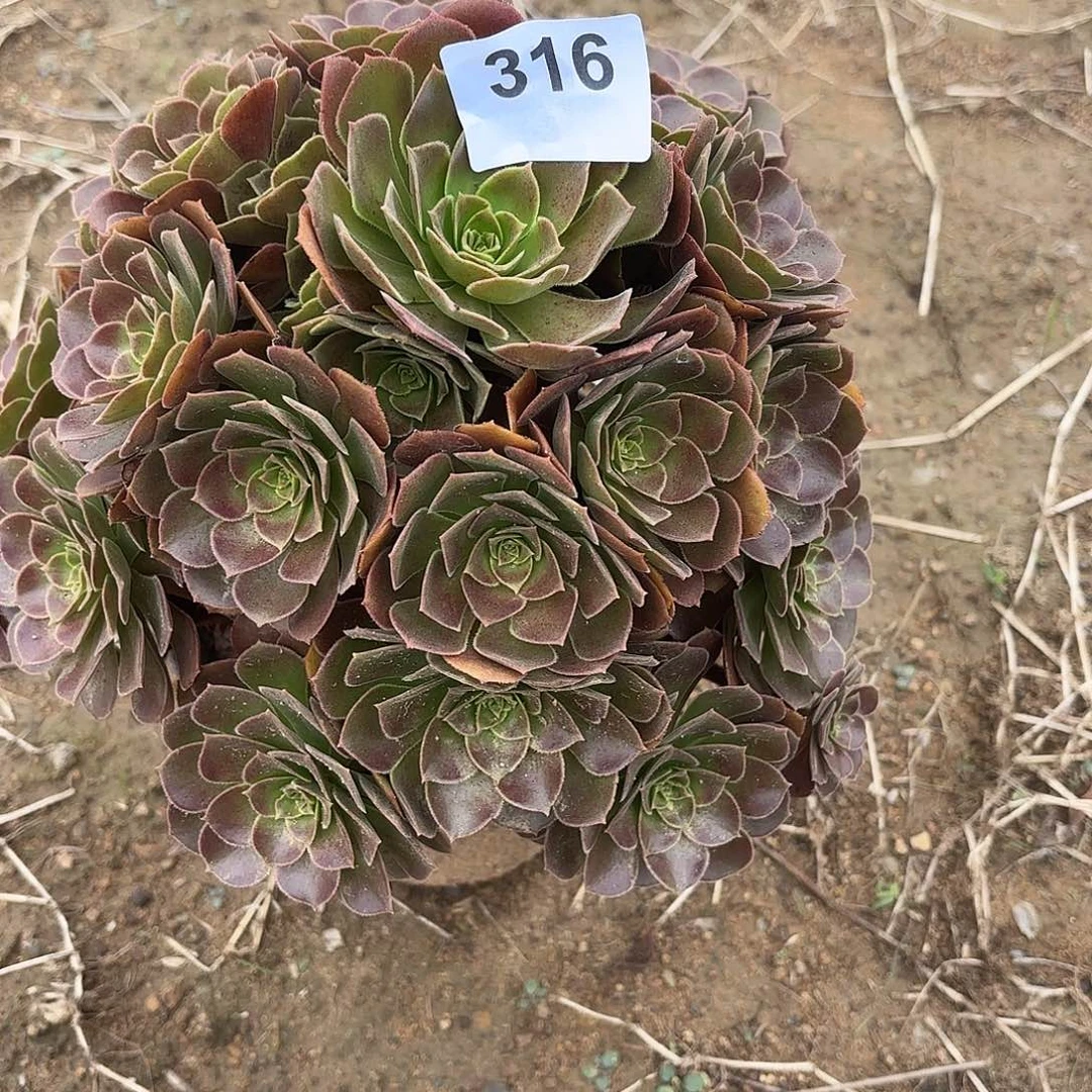 荷兰玫瑰断枝不包316