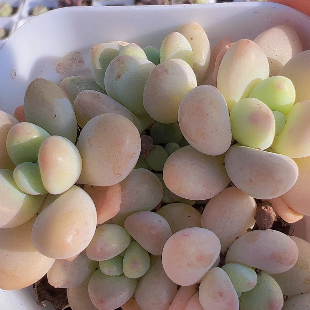 蛋糕奶酪5头19包邮多肉