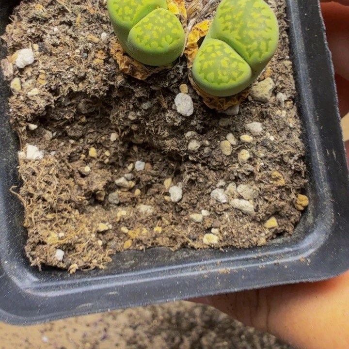 小***憩多肉植物的生长109