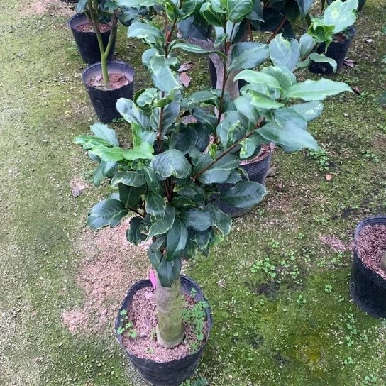 当前无花栽培后可以开花