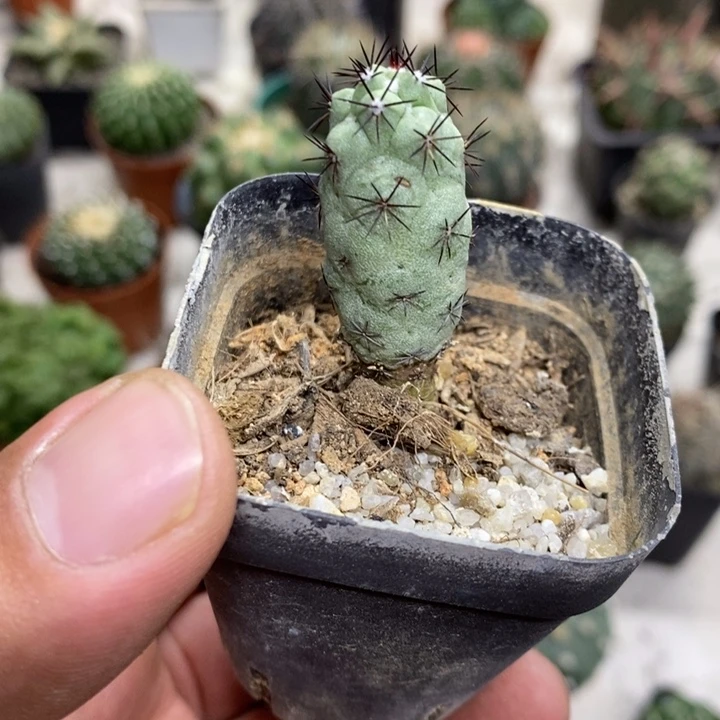 黑刺帝王丸特价福利