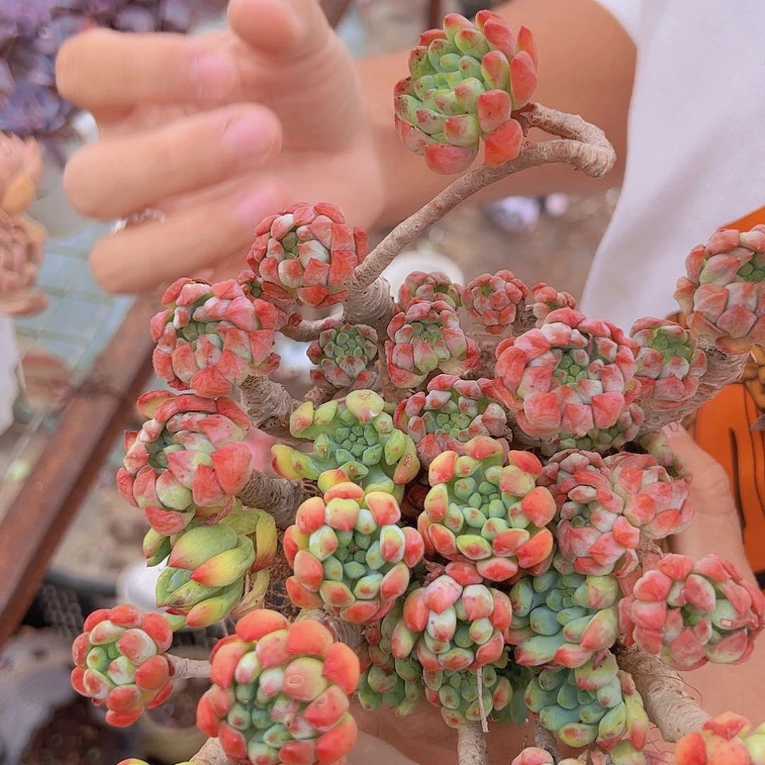 蓝苹果 多肉植物