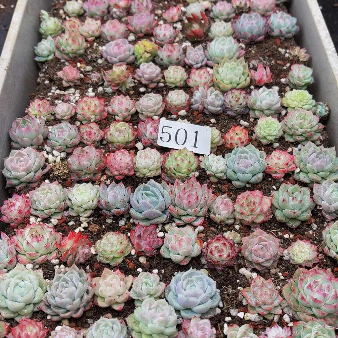 多肉植物多肉植物501