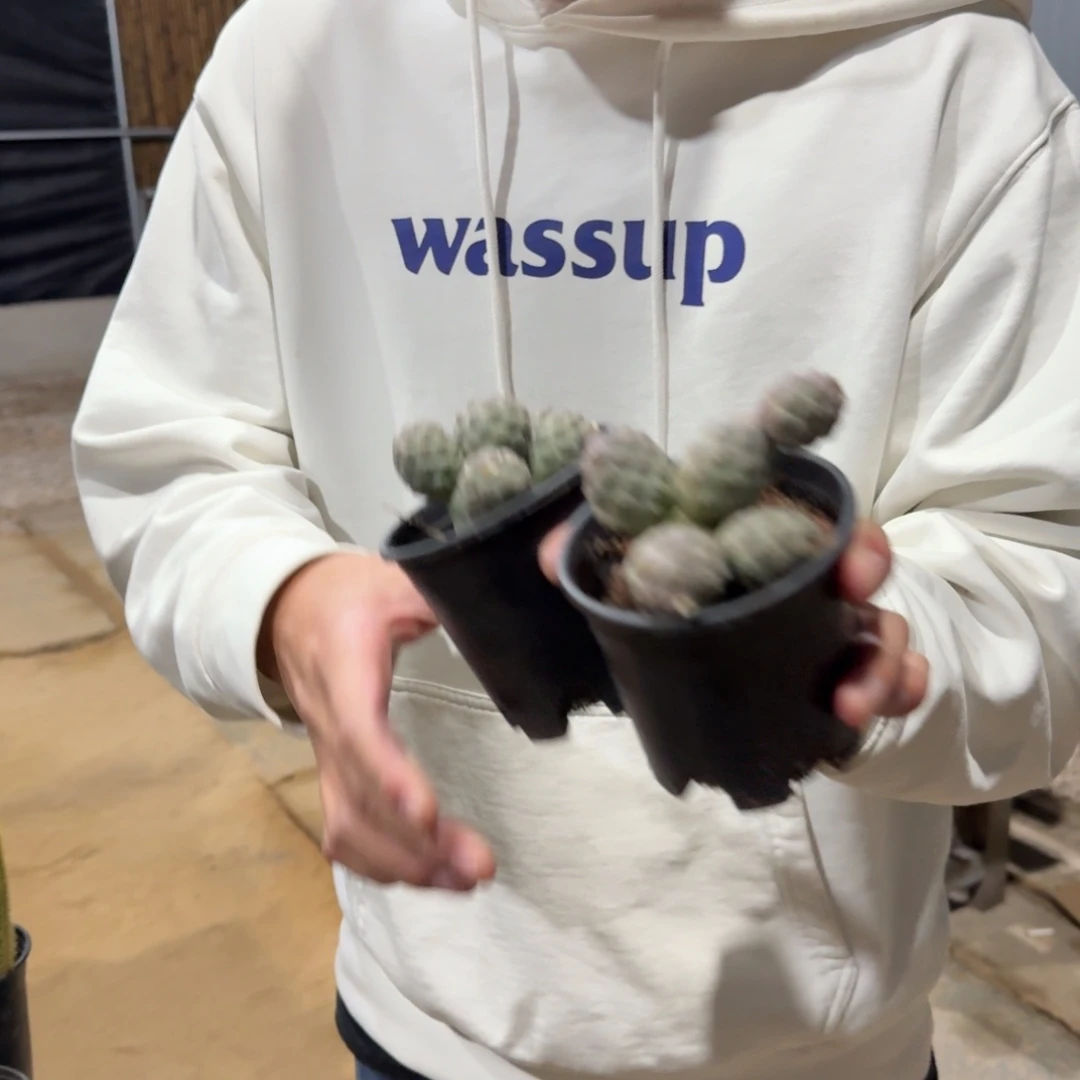 俩颗群生多头习自野无根