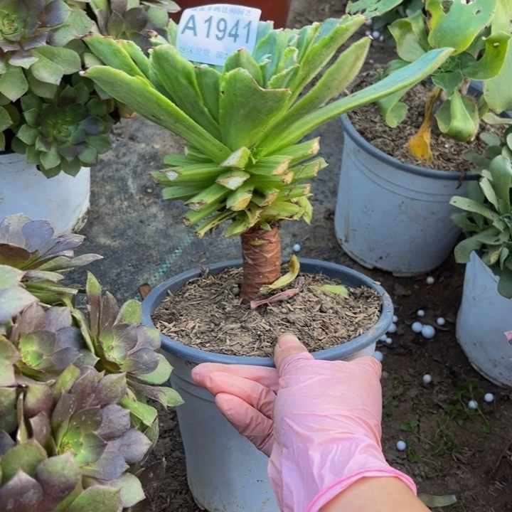 ***1941 多肉法师不包断枝