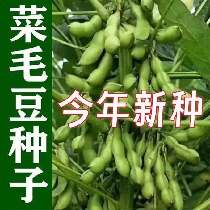 鲜香毛豆种子早熟高产菜种籽春季蔬菜种孑四季青豆菜豆蔬菜种籽