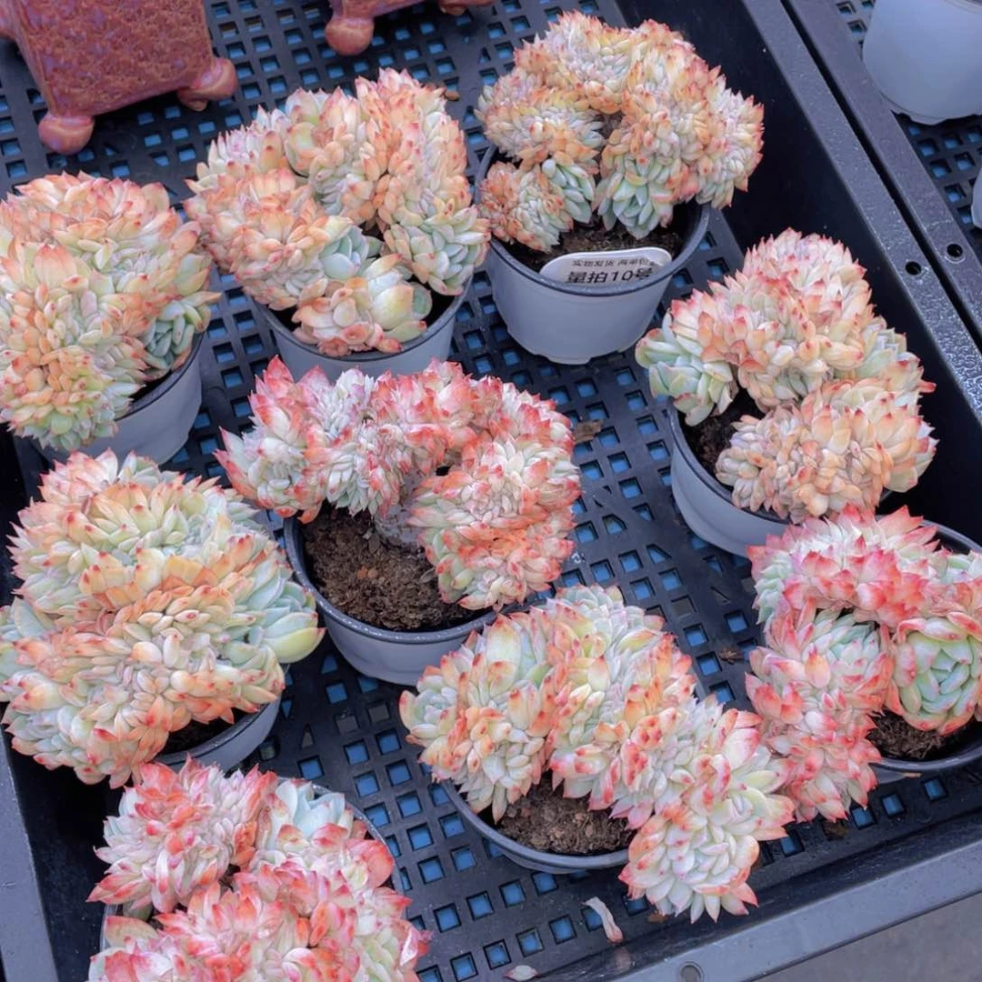 量拍10号莎莎女王缀化一个