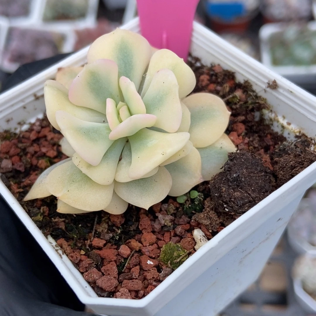 14雪精灵锦多肉植物